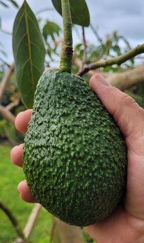 10 Large Hass Avos (2.1-2.5kg)